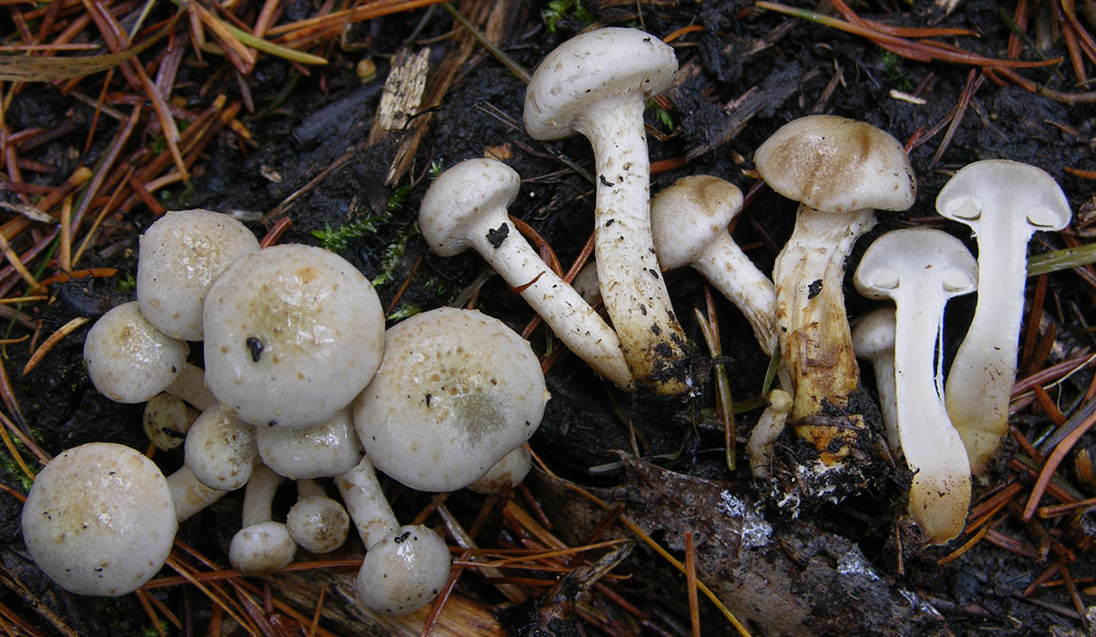 Come diventa Pholiota gummosa da vecchia...?